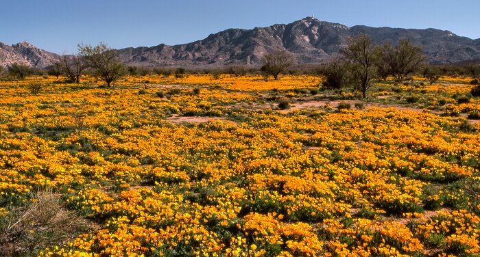 Mid-70s Spring in the Sonoran Desert